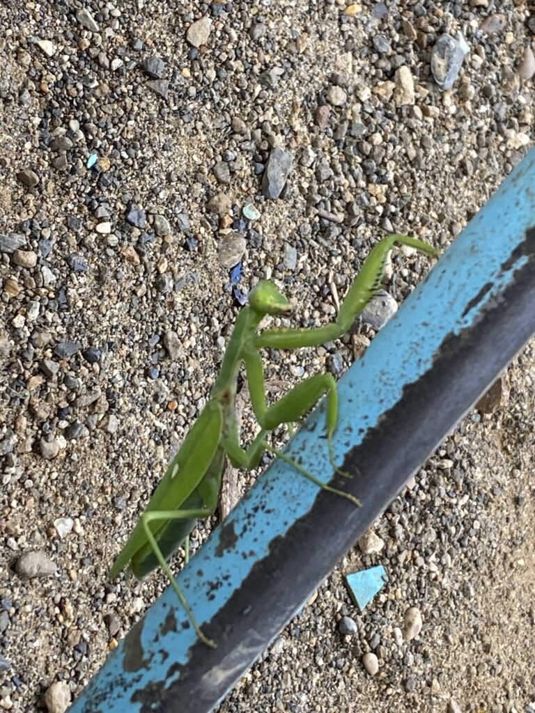 カマキリさん！みーつけた！