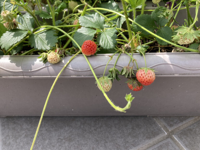 いちごが色づき始めました🍓