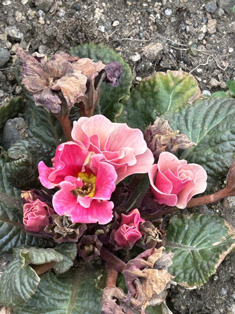 お花を見つけたよ⚘